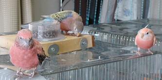 ひさびさ3羽