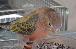 食べたい