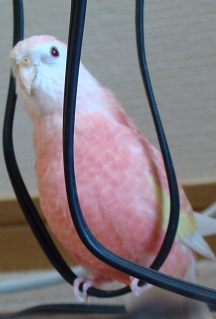 コードのブランコ