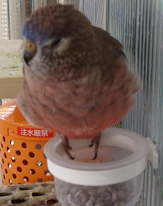 ちょこーん