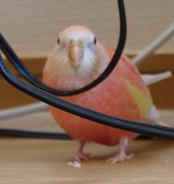 リリの大好きな