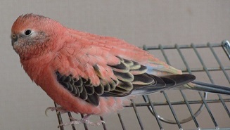 風切羽がある方