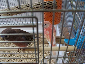 門番コっぴー