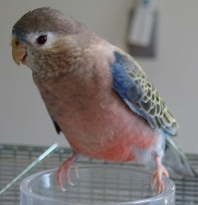 カパ