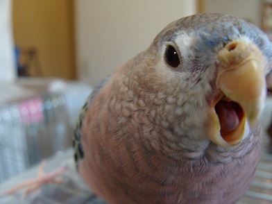 くわあああ