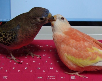 チュウチュウと