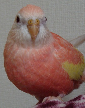 ぷるん