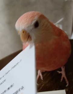 読書