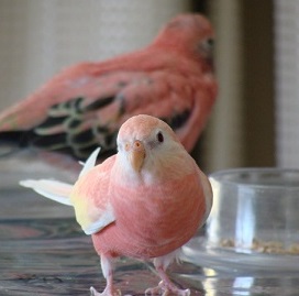 朔と開