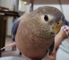 カメラ見る
