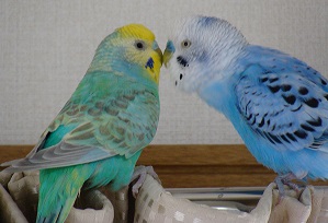 しずくとモモ