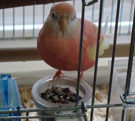 プラスリン食べる朔