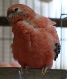 モケモケ開ちゃん