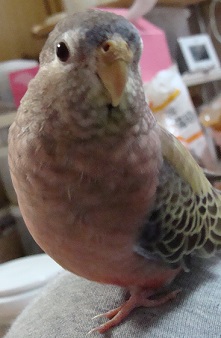 胡坐の上