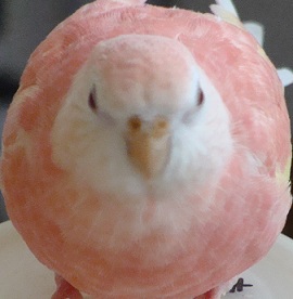 まるまるぴんく
