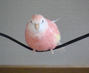 リリ定位置
