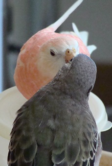 今日もチュウ