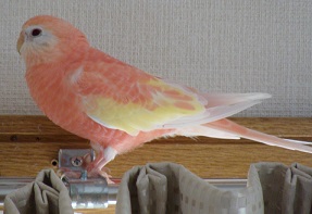 出てきました