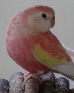 ウフフなリリ