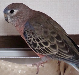 がんばれココちゃん