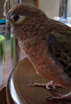 アキクサインコは憂い顔