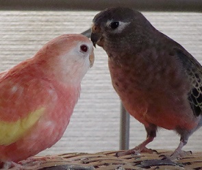 こっちを見るココ