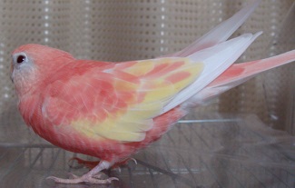 こっちも生えとる