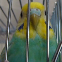 一生懸命鳴いたのに