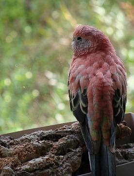 外を眺めるアキクサインコ