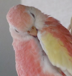 もふもふ