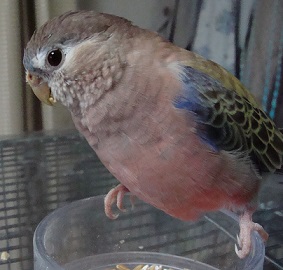 やっぱかわええ黄君