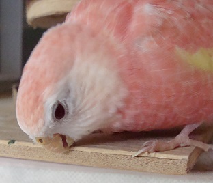 元気にかじかじしてるです
