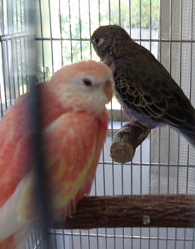 これがふだん