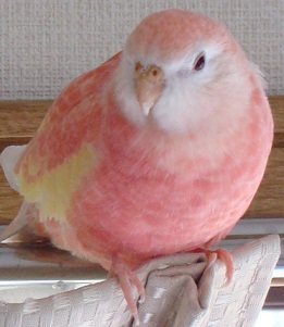 まったりリったん