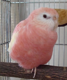 もっふり朔ぴー