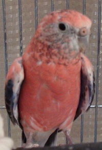 げっそりな開