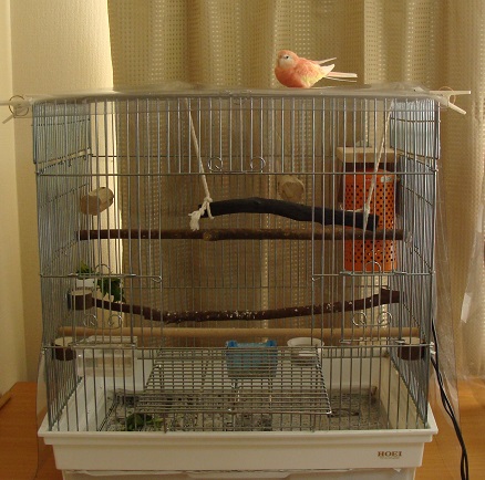 こっちのおうちにかえりたいです