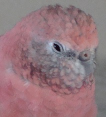 ちら