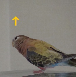 あそこへ行きたい