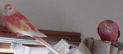 避難する2羽
