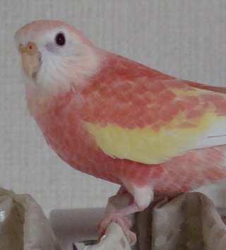 ココに守られているリリ
