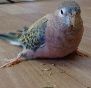 ぽってりツビツビ