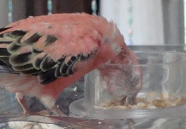 苦しそう。