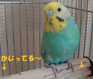 かじり木としずくさん
