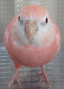 さすが朔