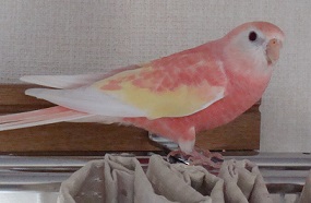 出てこられる朔