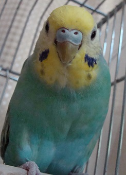 レンズを覗くしずく