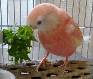 はこべを調べるリリ