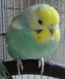 むー
