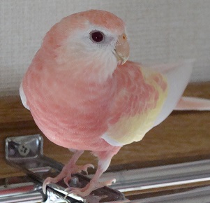 おめめシパシパ朔
